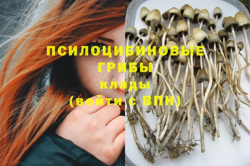 Псилоцибиновые грибы Cubensis  Краснослободск 